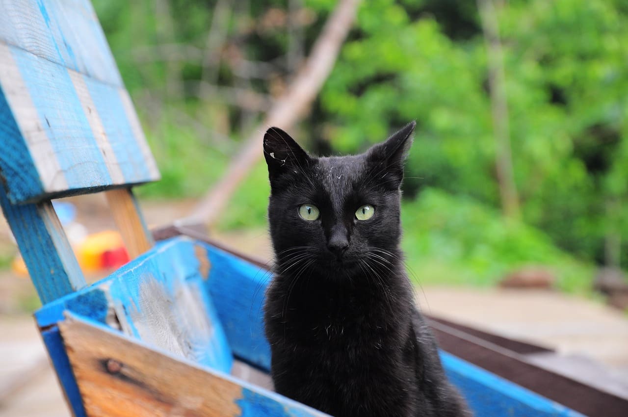 Black Cat Names