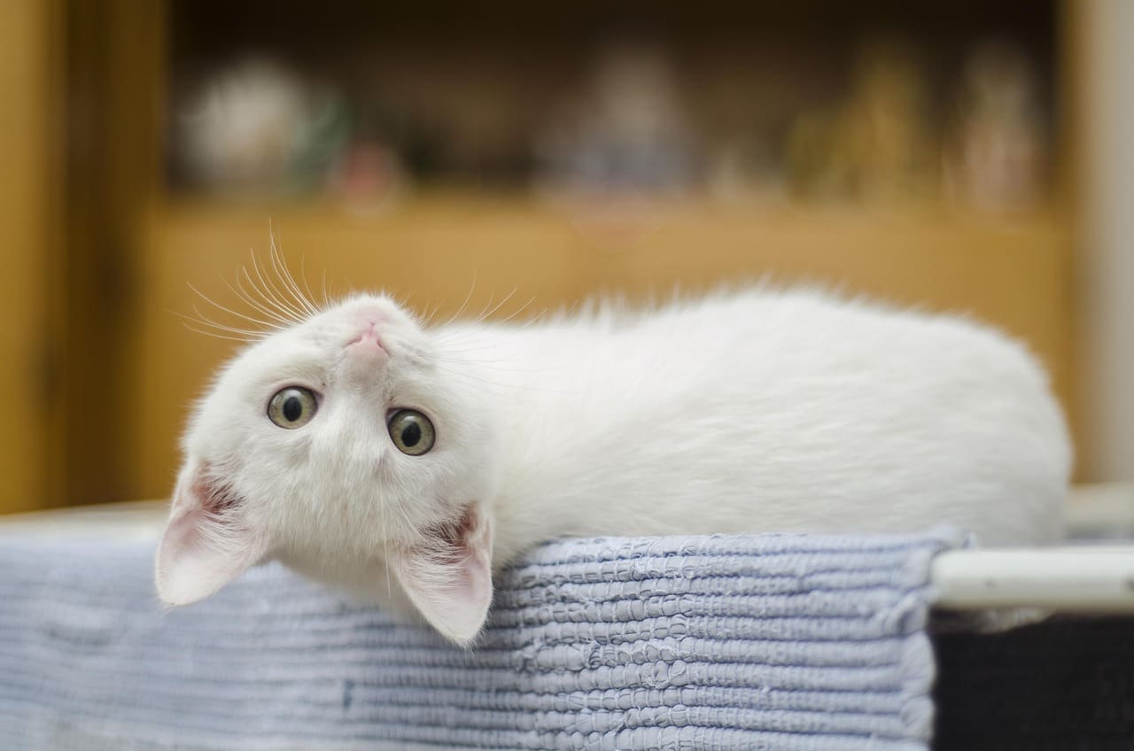 Female Cat Names