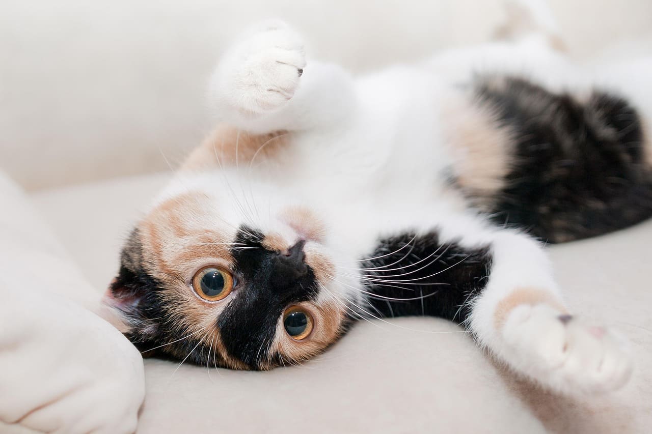 Male Cat Names