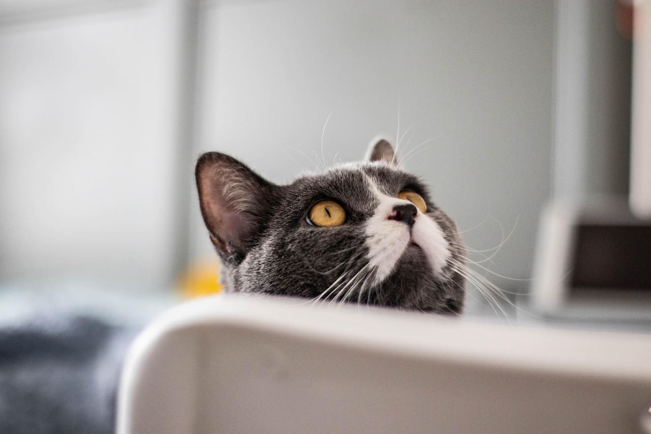 Popular Cat Names