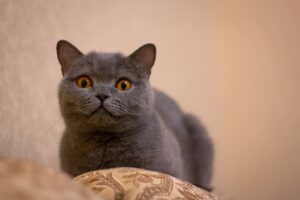 gray cat names