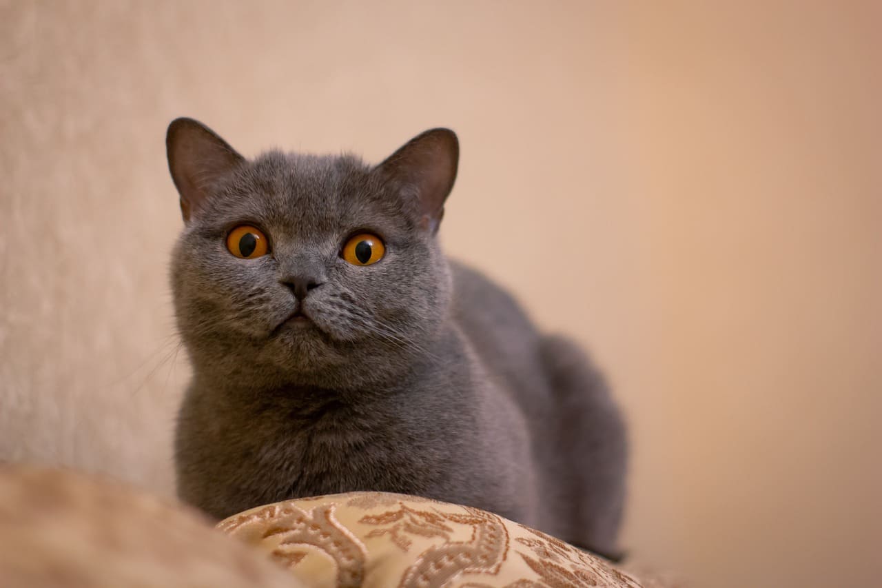 gray cat names