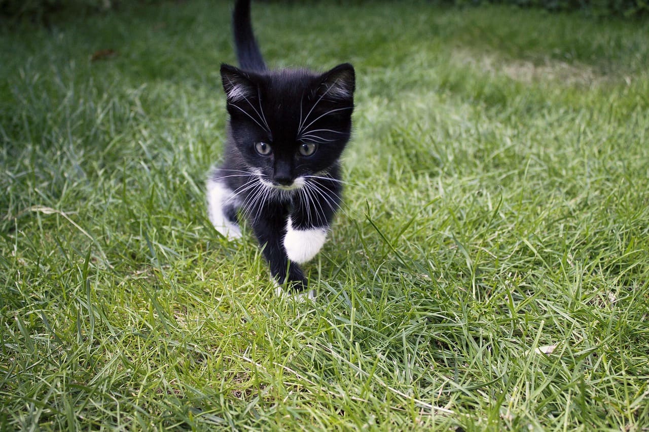 Black and White Cat Names