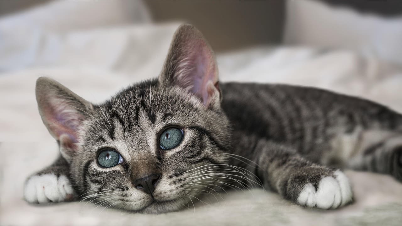 Cute Cat Names With Meanings